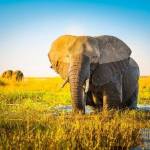 Jak pomóc słoniom i ich siedliskom